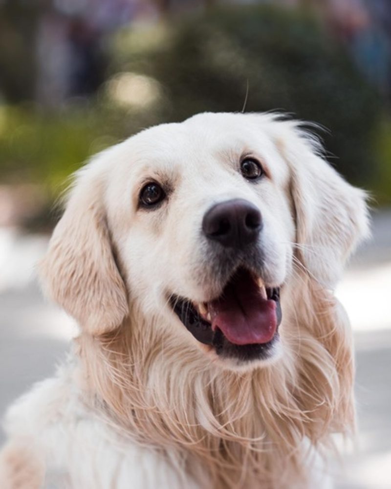 A happy cream-colored Golden Retriever looking up with its mouth open.