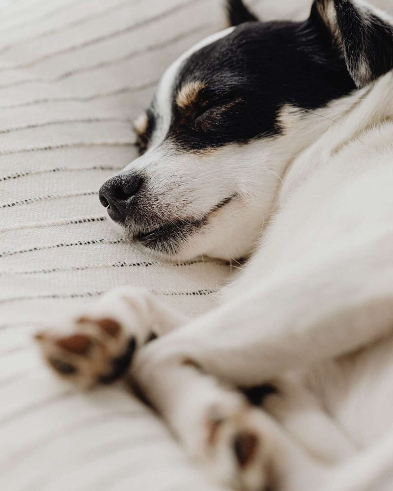 A small black and white dog sleeping peacefully on a cream-colored striped blanket.