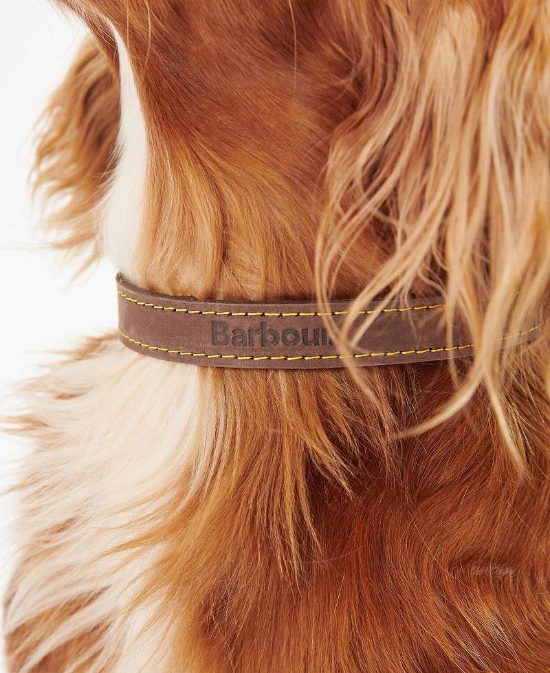 Close-up of a long-haired dog wearing a brown leather collar with yellow stitching.