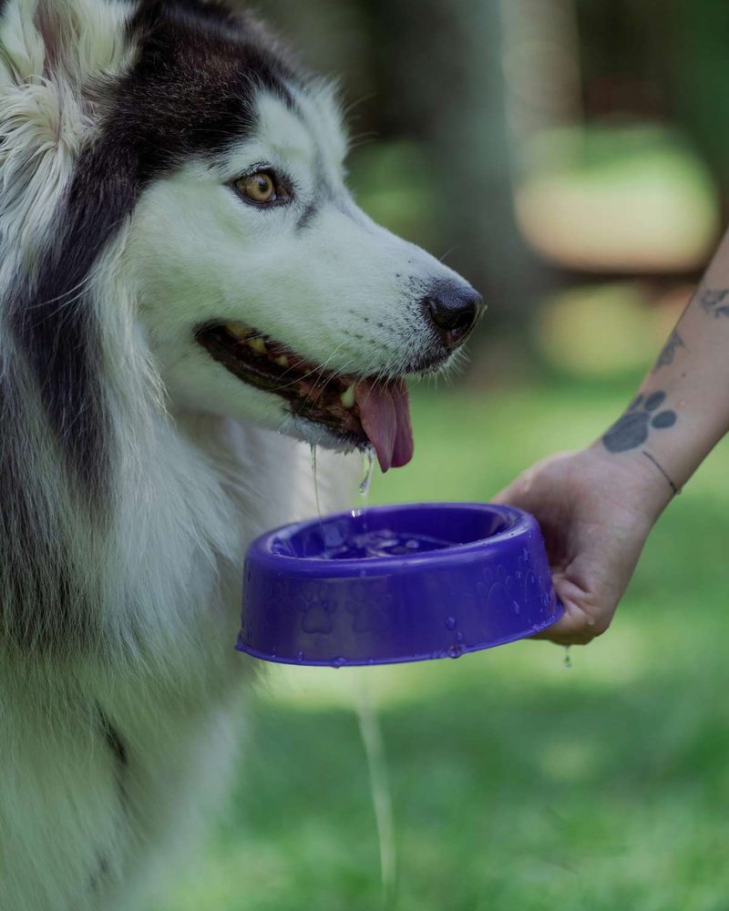 A husky with water dripping from its tongue as a person holds a purple bowl.