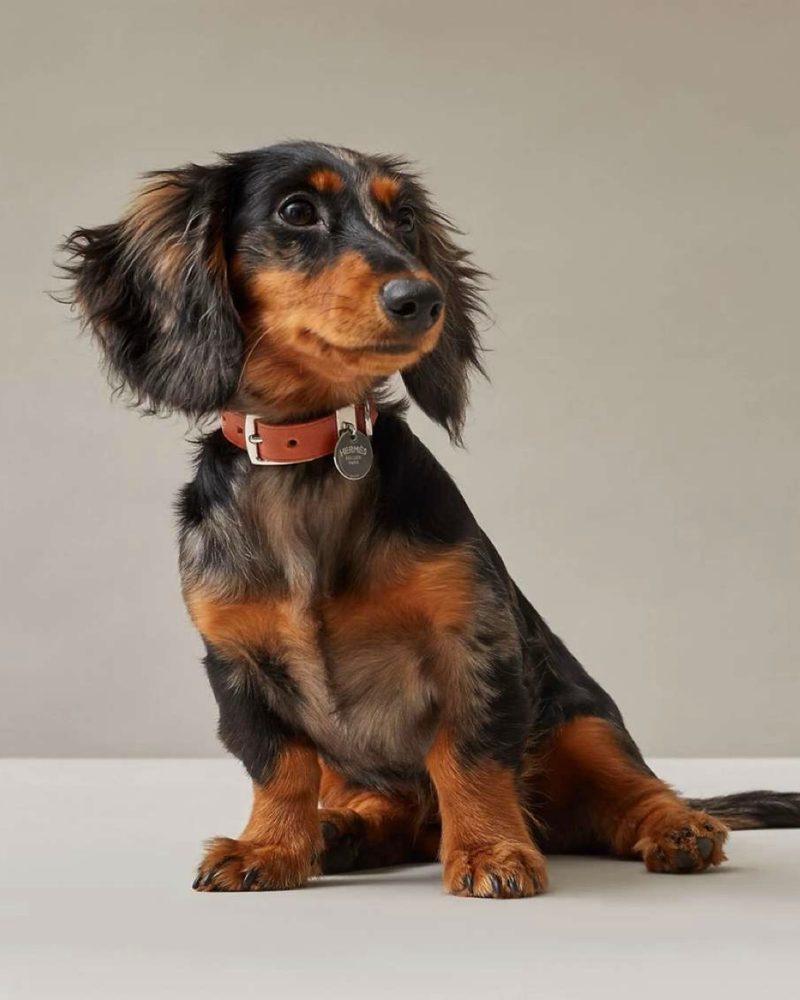 A long-haired black and tan dachshund wearing a brown leather collar sits against a beige backdrop.