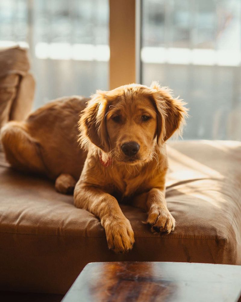 A golden retriever puppy lying on a brown cushion in warm sunlight near a window.