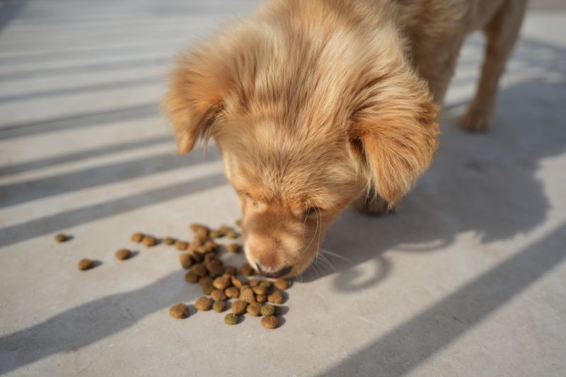 Golden puppy eating dry kibble scattered on a concrete floor.