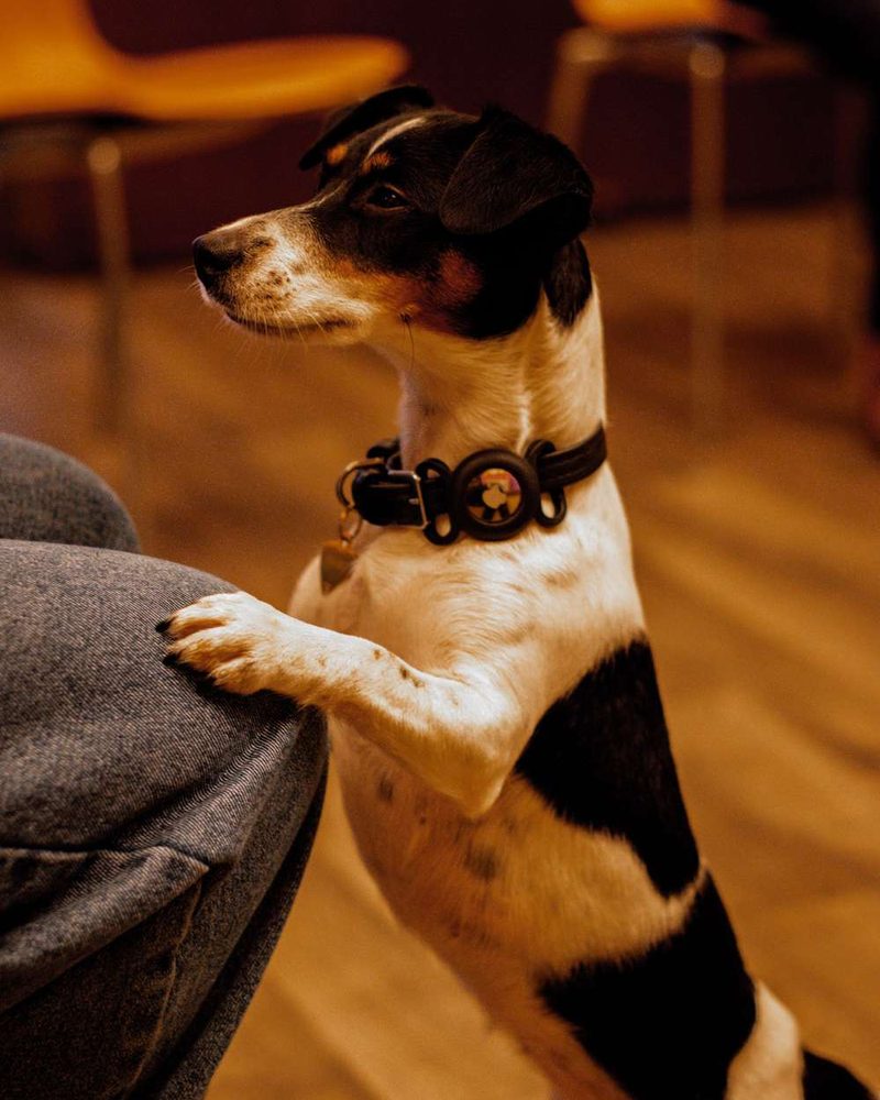 A small black and white terrier stands on its hind legs, resting its paws on a person's knee.
