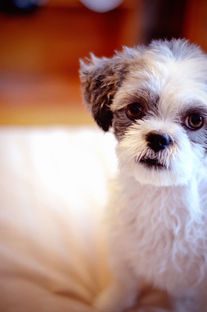 Sadie Shih Tzu by Liz Hover