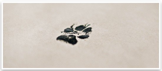 DIY Paw Print Wall Art by Sarah Dickerson | Pretty Fluffy 5