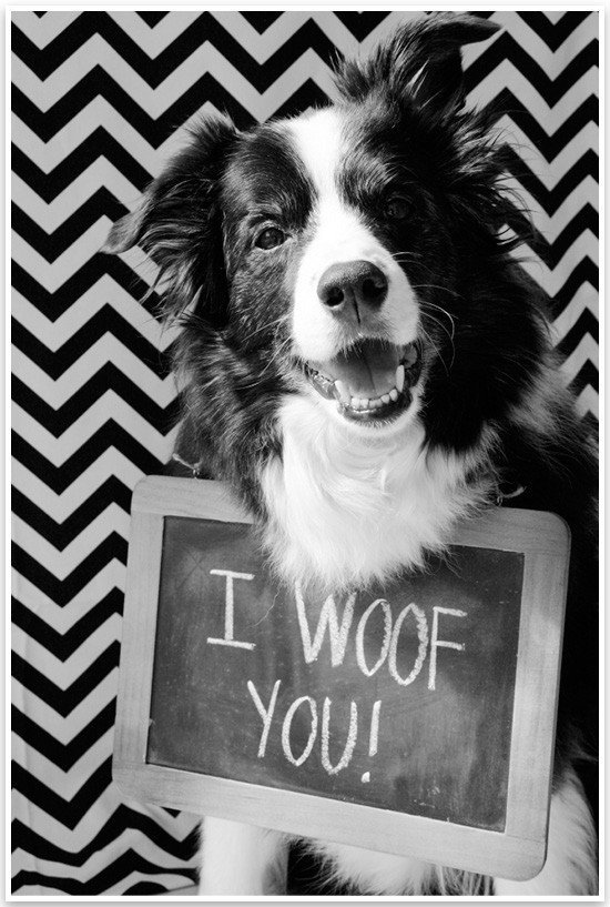 5 Fun & Easy Home Pet Photography Ideas | Pretty Fluffy 1