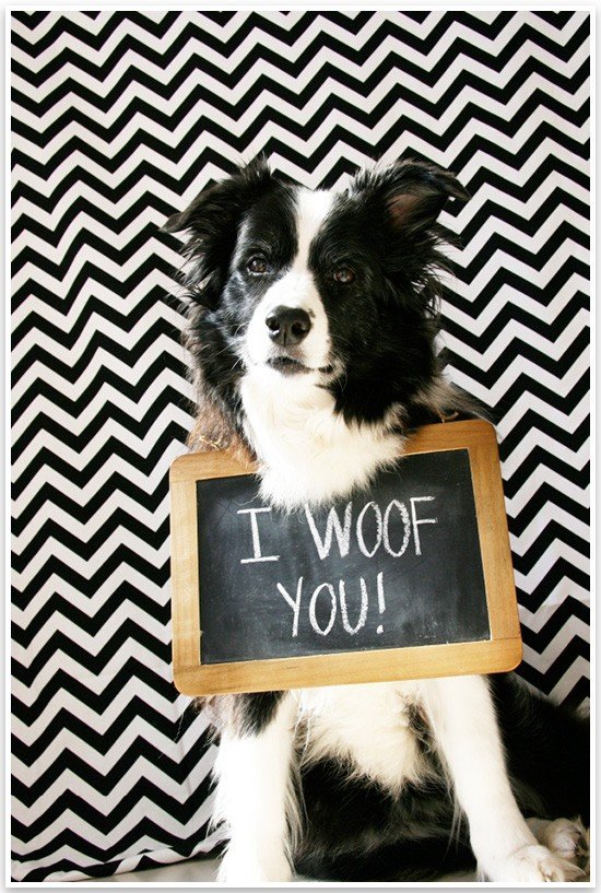 5 Fun & Easy Home Pet Photography Ideas | Pretty Fluffy 2