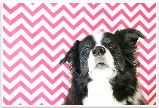 5 Fun & Easy Home Pet Photography Ideas | Pretty Fluffy 3
