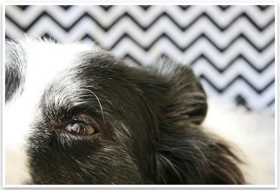 5 Fun & Easy Home Pet Photography Ideas | Pretty Fluffy 4