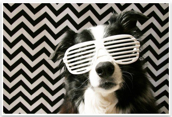 5 Fun & Easy Home Pet Photography Ideas | Pretty Fluffy 5