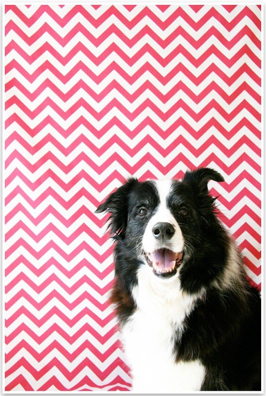 5 Fun & Easy Home Pet Photography Ideas | Pretty Fluffy 6