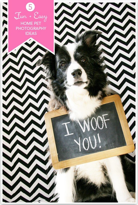 5 Fun & Easy Home Pet Photography Ideas | Pretty Fluffy