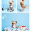 Paul Frank Pet Products by 26 Bars & a Band
