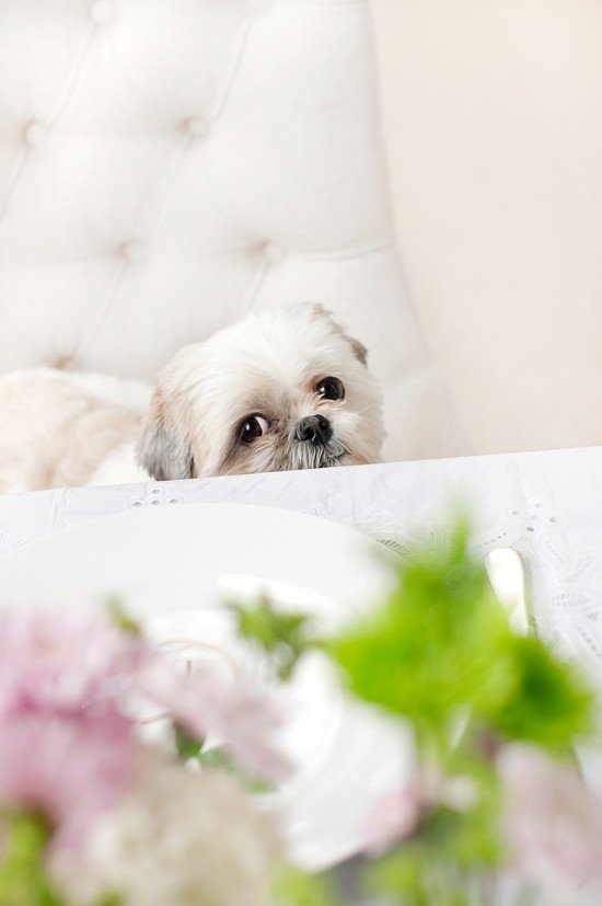 Coco-Bean-at-Dog-Friendly-Brunch