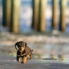 Oscar the Dachshund Puppy by Dana Cubbage Photography