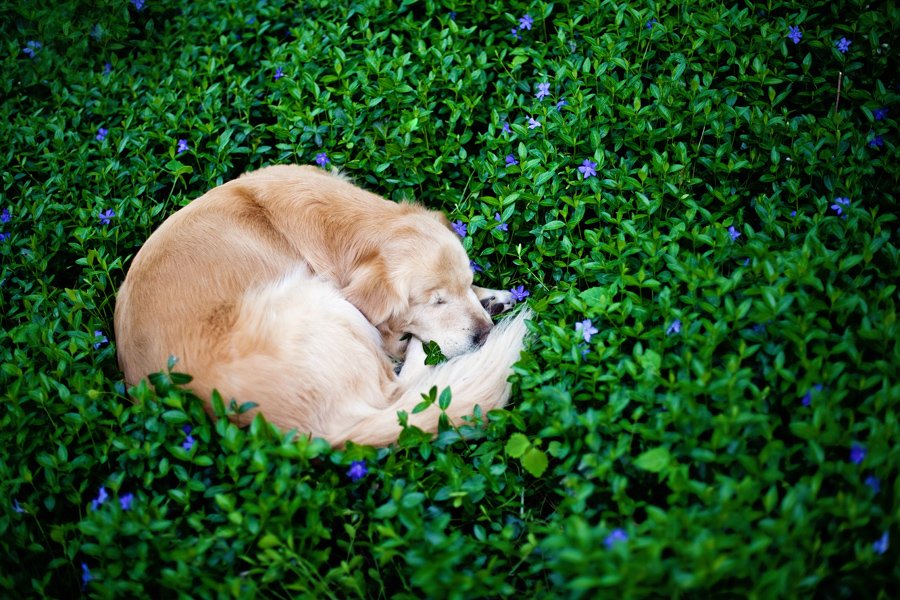 2019 year - How a Pet Became a Therapy Dog 2019 year