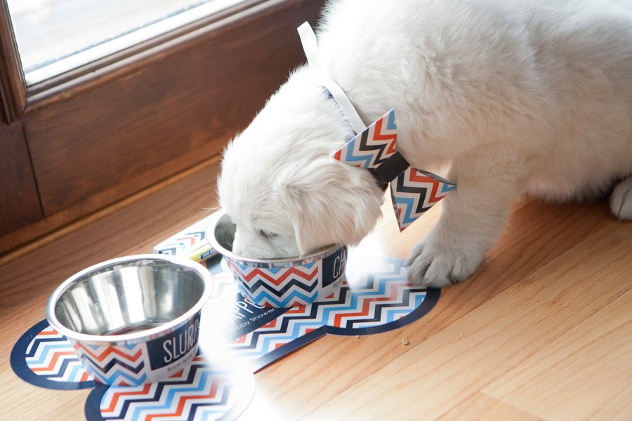 Thor’s DIY Puppy Shower Pretty Fluffy
