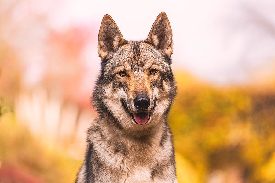 Pet Photography Tips Get Your Dog To Look At The Camera Pretty Fluffy