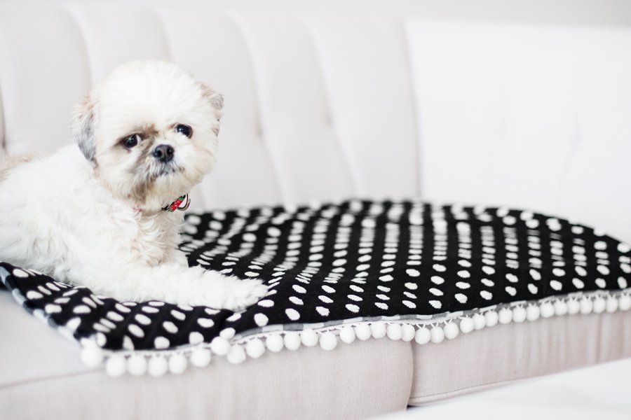 DIY NoSew Dog Travel Blanket Pretty Fluffy Pretty Fluffy