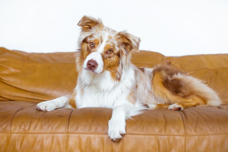 6 Dog Photography Ideas To Try At Home