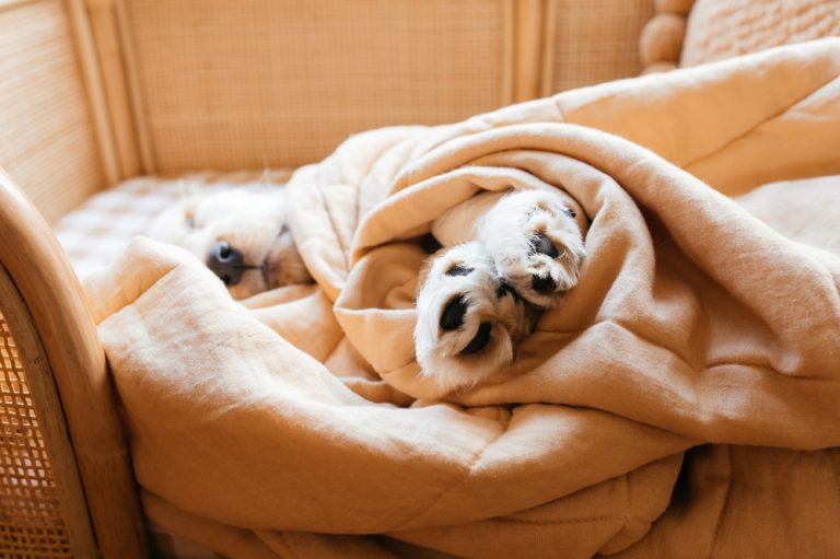 10 Puppy Photoshoot Ideas to Try at Home