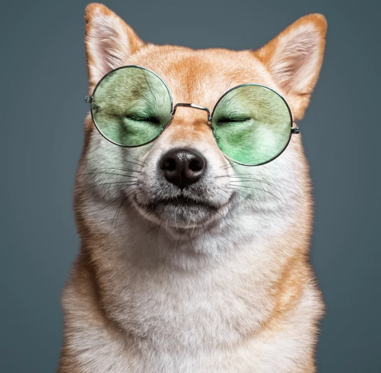 Top Model Pets with Santos Román Pet Photography Studio