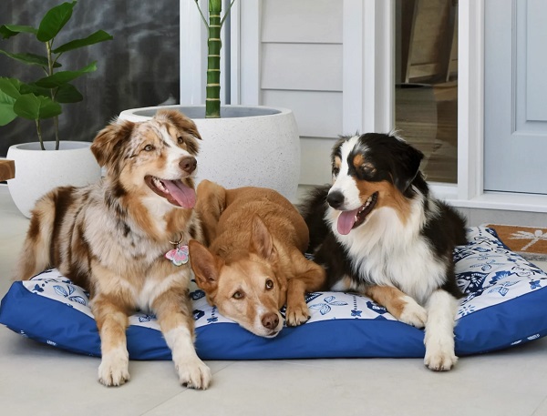 Dog Friendly Wedding Inspiration by Kiss from Fleur Event Styling