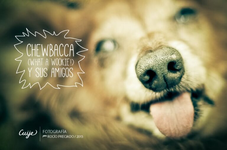 Photography: Chewbacca and Friends by Cuije Photos