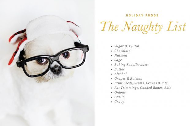 The ultimate list of food safe for dogs at Christmas. Our naughty and nice list will have your dog enjoying the festivities safely!