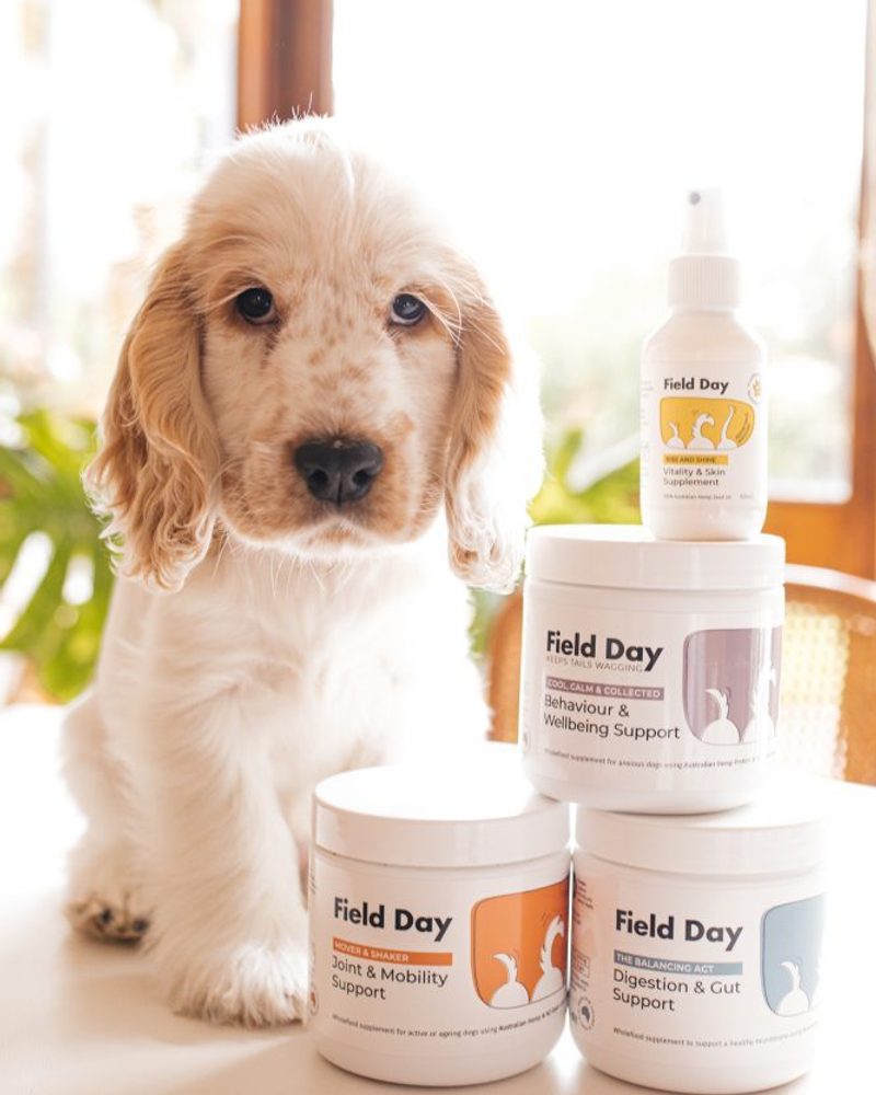 Field Day Pets - Ziggy Dinner-11