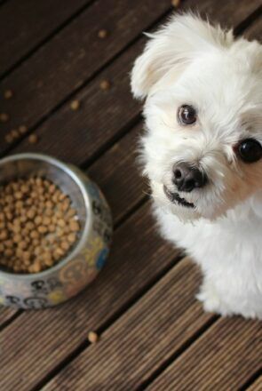 Best dog foods for sensitive stomach