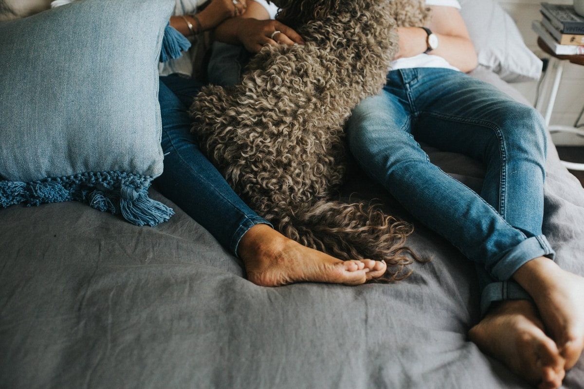 5 Reasons to Do an In-Home Pet Photo Shoot