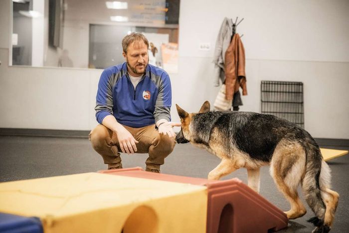 A man crouches to train a German Shepherd near an indoor agility ramp.