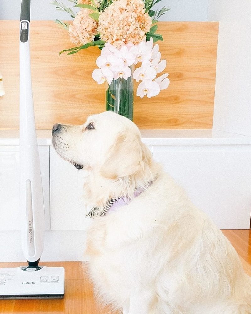 Review: HIZERO All-in-One Cordless Floor Cleaner for Dog Owners