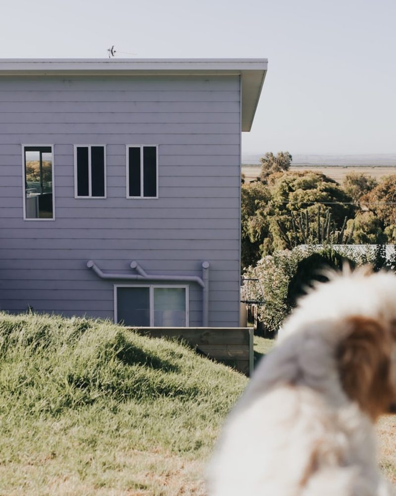 A fluffy dog in the yard of a pet-friendly holiday home in Venus Bay featuring a modern grey house with a balcony.
