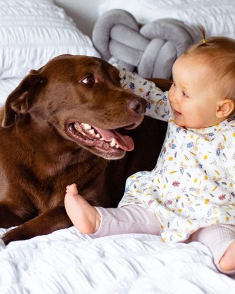 5 Skills to Teach Your Dog When Around Children