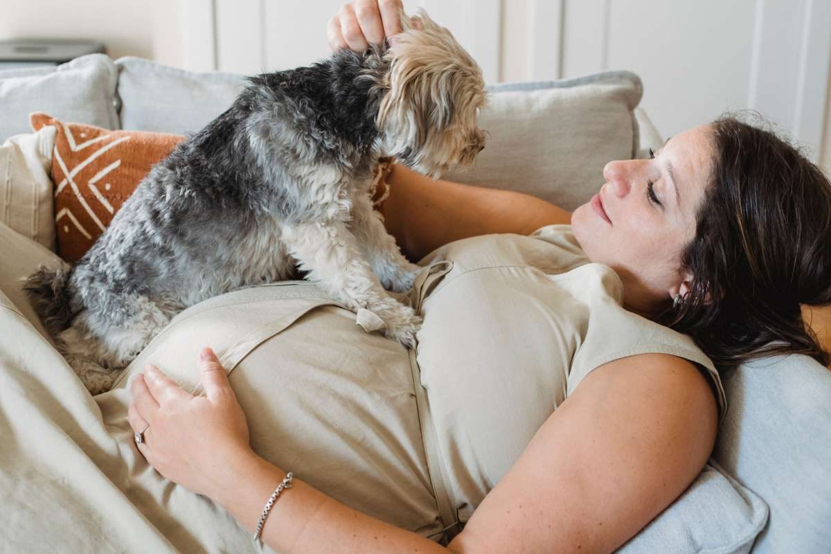 A pregnant woman resting on a sofa pets a small dog sitting on her bump.