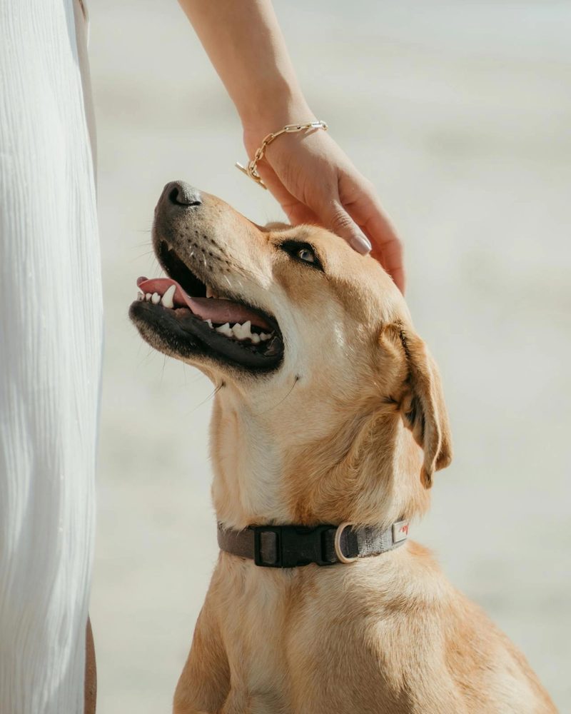 Top 10 Best Family Dogs