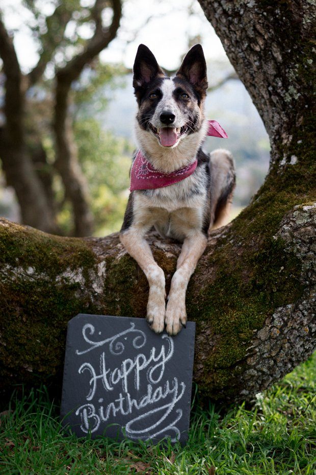 10 Tips for Themed Pet Photoshoot