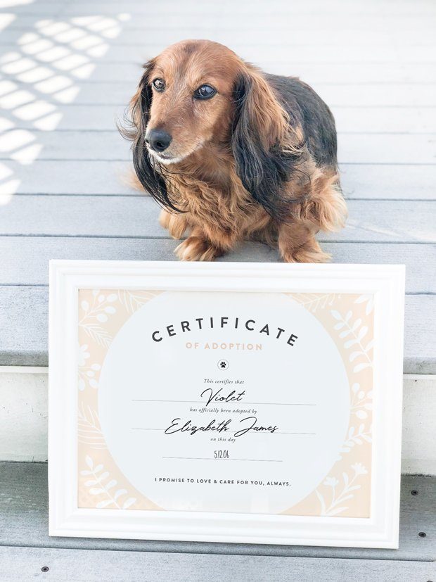 Whether you've just adopted a dog or you've had them for years, this FREE dog adoption certificate printable is for you! Simply download, print and frame.