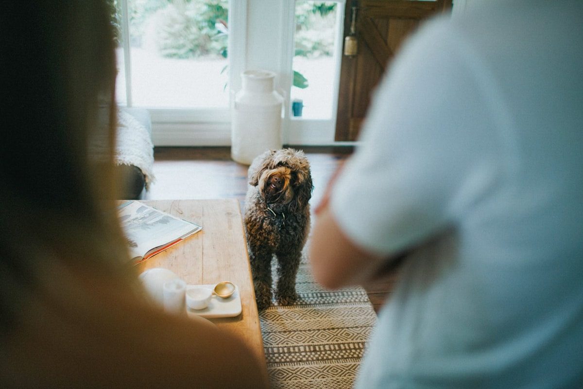 5 Reasons to Do an In-Home Pet Photo Shoot
