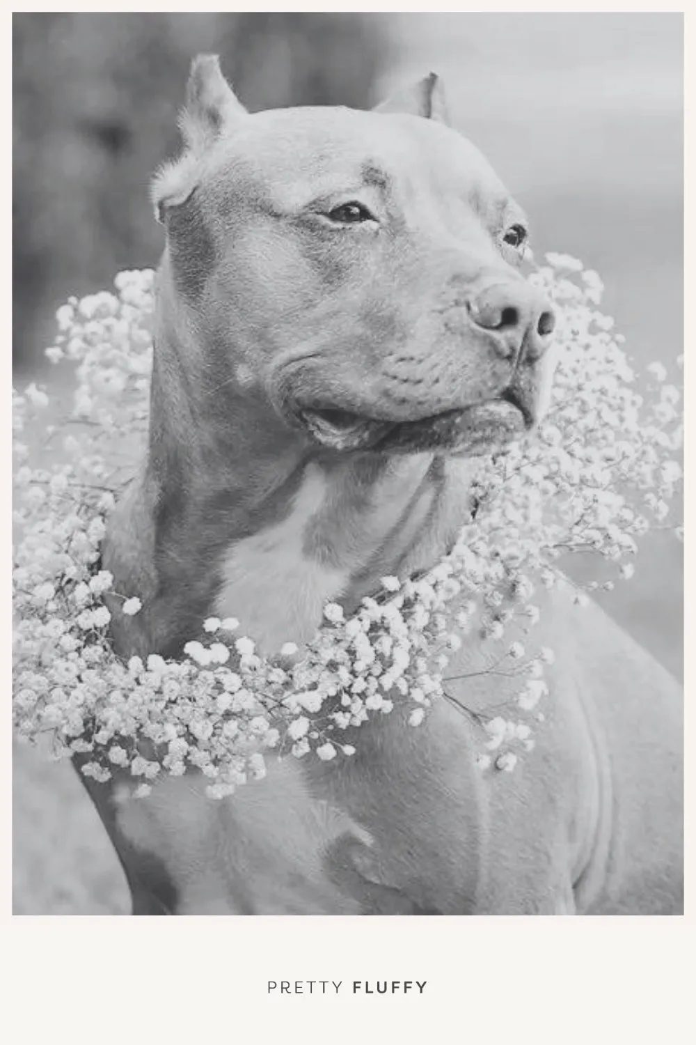 Floral wedding wreath for dog