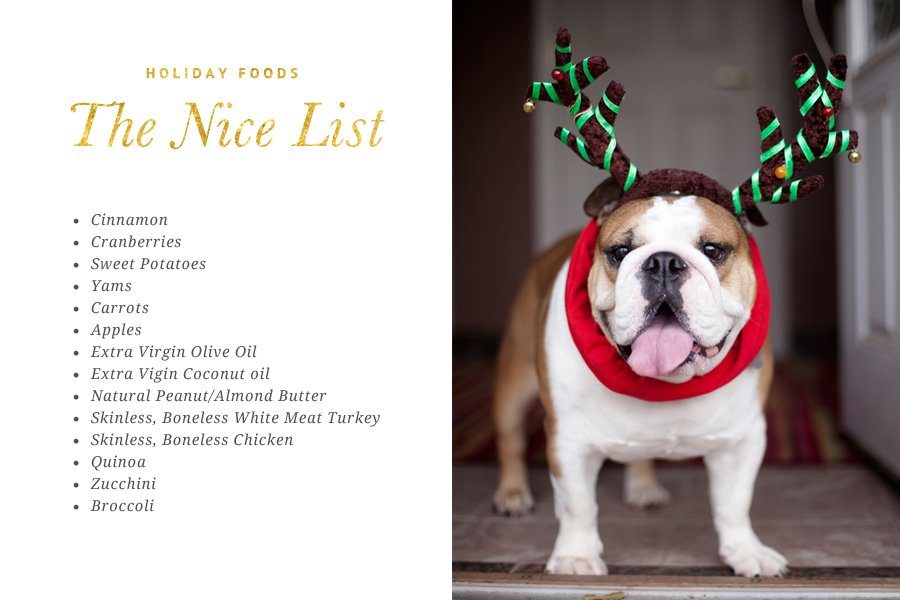 The ultimate list of food safe for dogs at Christmas. Our naughty and nice list will have your dog enjoying the festivities safely!