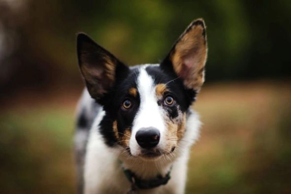 Black, white and tan Border Collie mix dog with large upright ears outdoors.