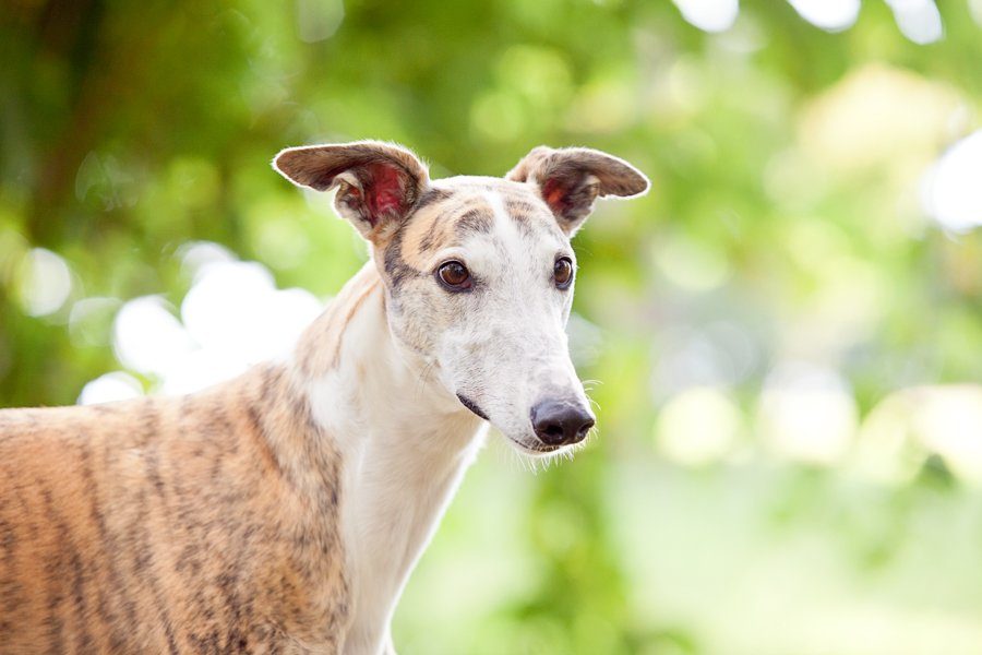 Rescue Greyhounds by Charlotte Reeves Photography | Pretty Fluffy