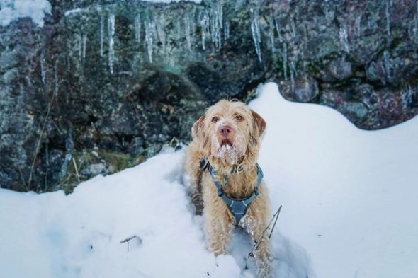 A wirehaired dog with snow on its muzzle stands in deep snow beneath hanging icicles.