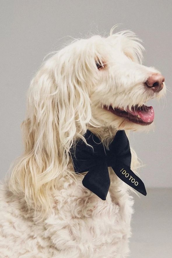 White, long-haired dog wearing a black bow tie with gold lettering.
