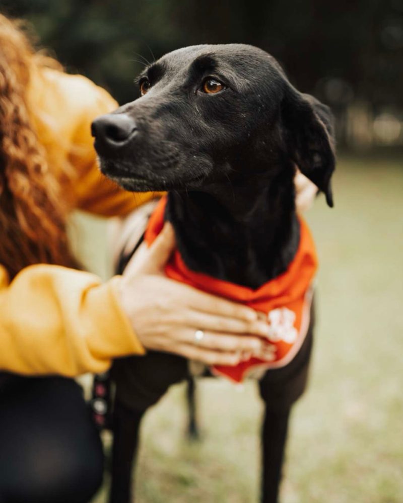 A woman in a yellow sweater gently pets a black dog wearing a red bandana outdoors.