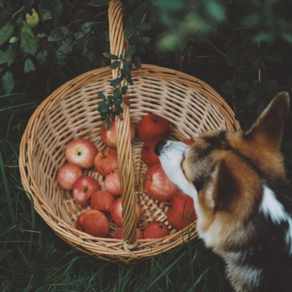 A dog sits beside a wicker basket filled with red apples in a grassy garden.